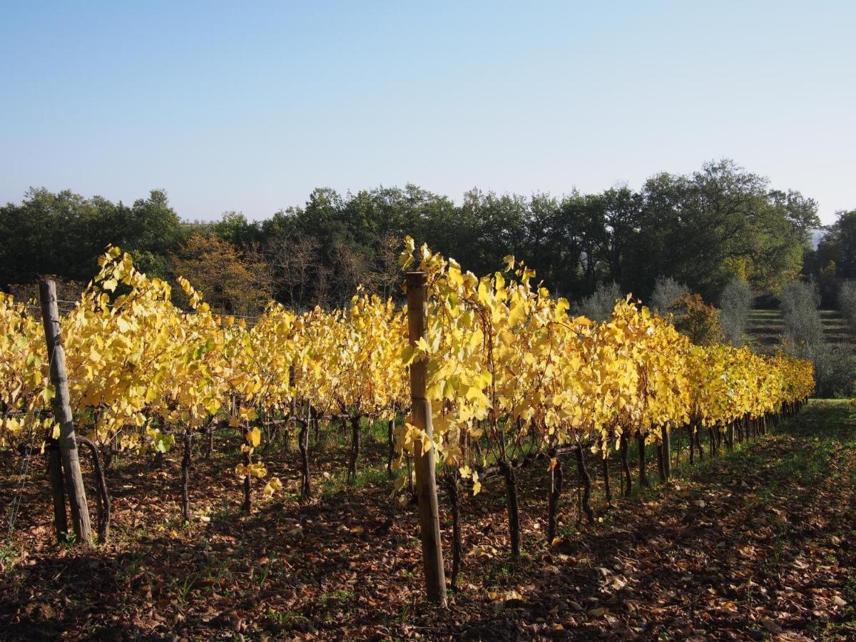 Agriturismo Poggiarellino - מונטלצ'ינו מראה חיצוני תמונה